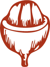 Ilustração do fruto do café